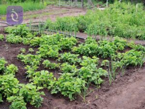 dacha 2699712 1920